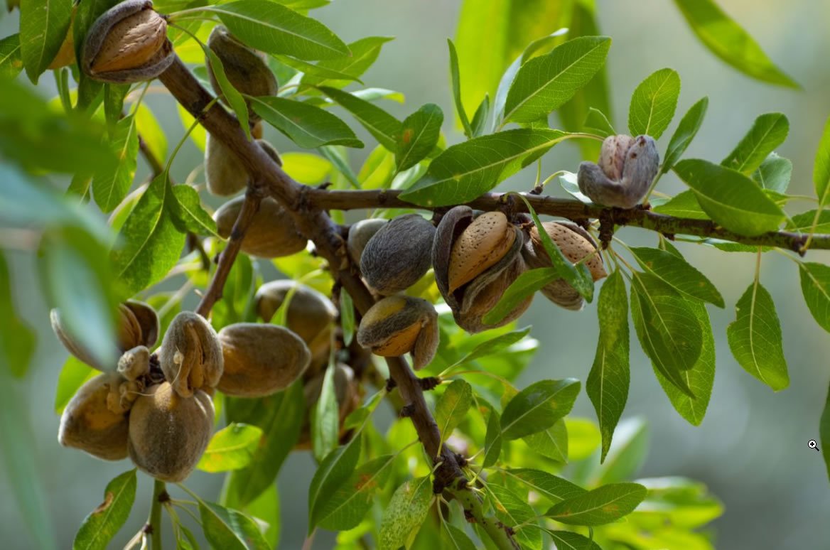 almendras